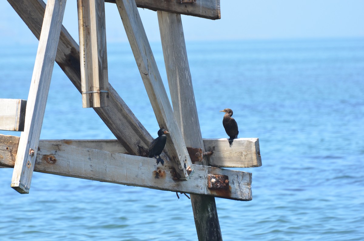 Cormorán Coronado - ML611117029