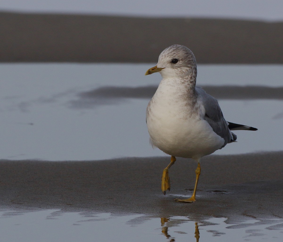 Short-billed Gull - ML611117168