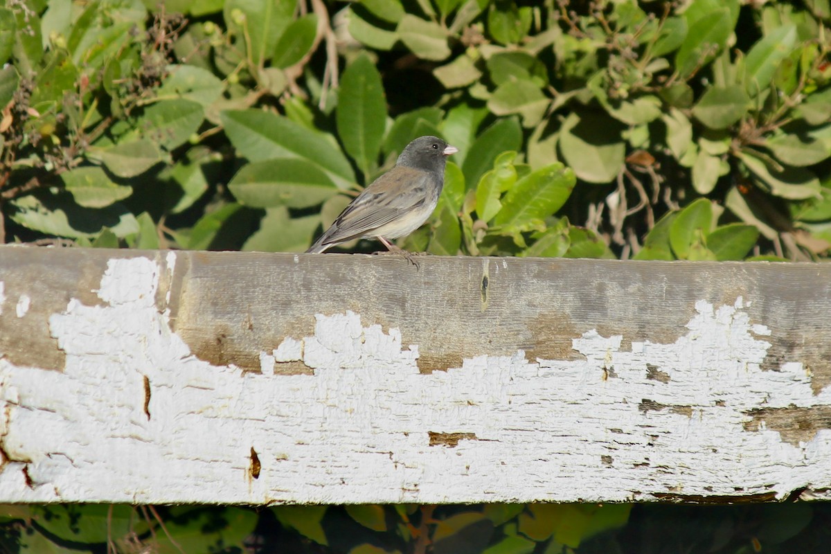 Junco ardoisé - ML611117268