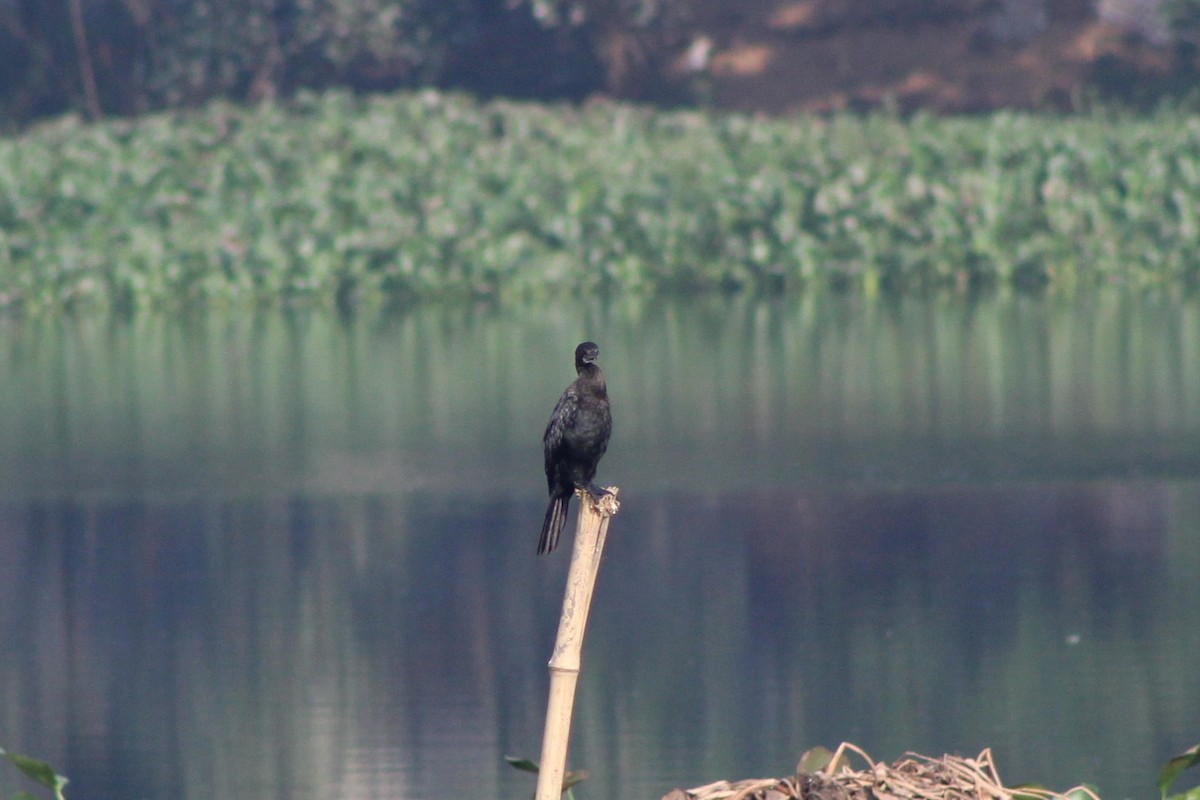 Cormoran à cou brun - ML611117300