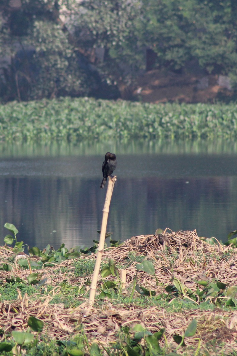 Indian Cormorant - Bibhas Kumar Dey