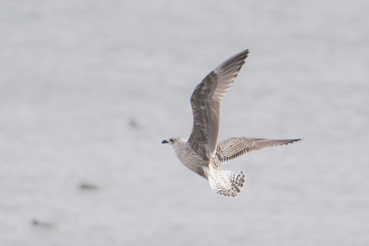 Great Black-backed Gull - Morten Lisse