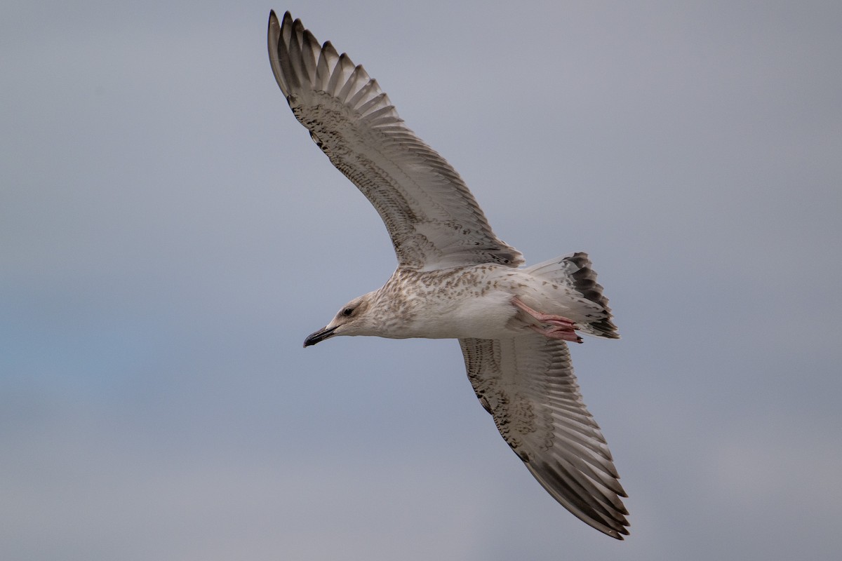 Caspian Gull - Morten Lisse