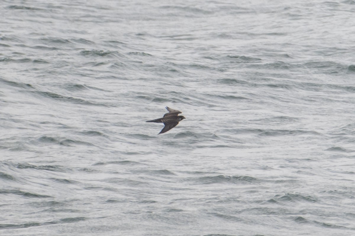 Peregrine Falcon (Eurasian) - ML611117429