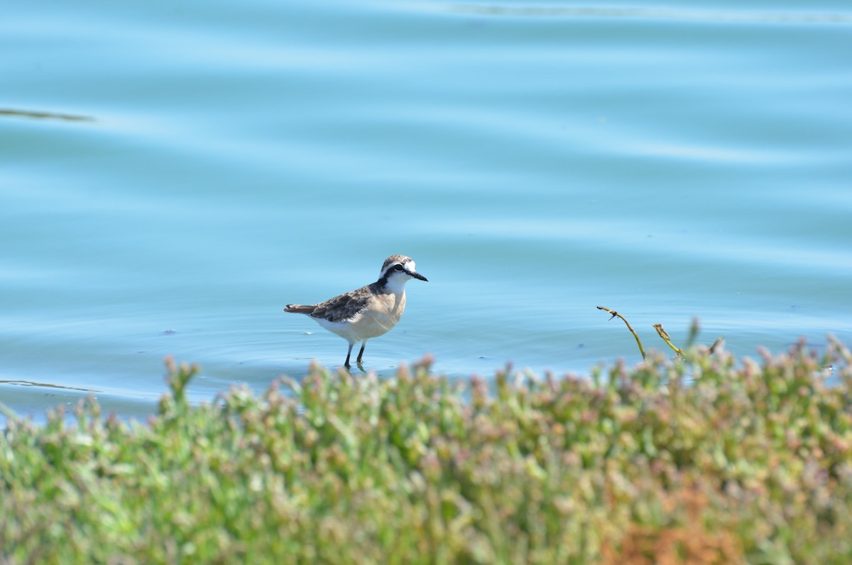 Kittlitz's Plover - ML611117570