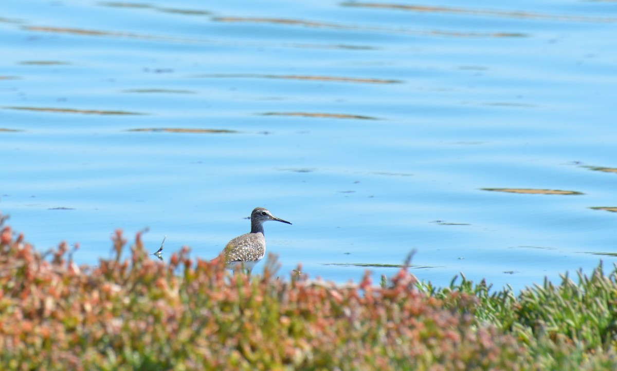 Common Greenshank - ML611117578