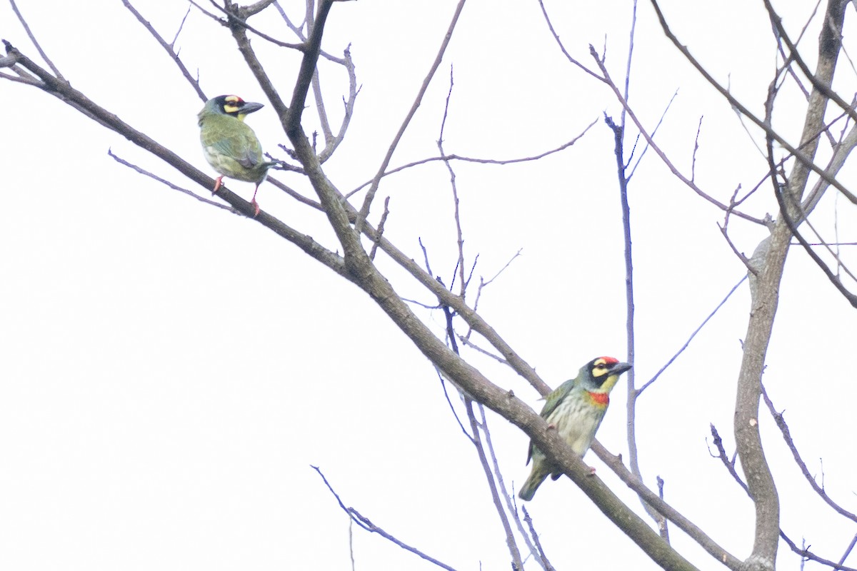 Coppersmith Barbet - Yadu Prasad