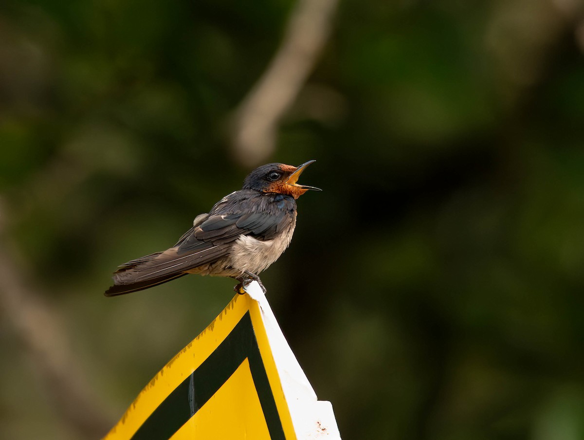 Pacific Swallow - ML611117647