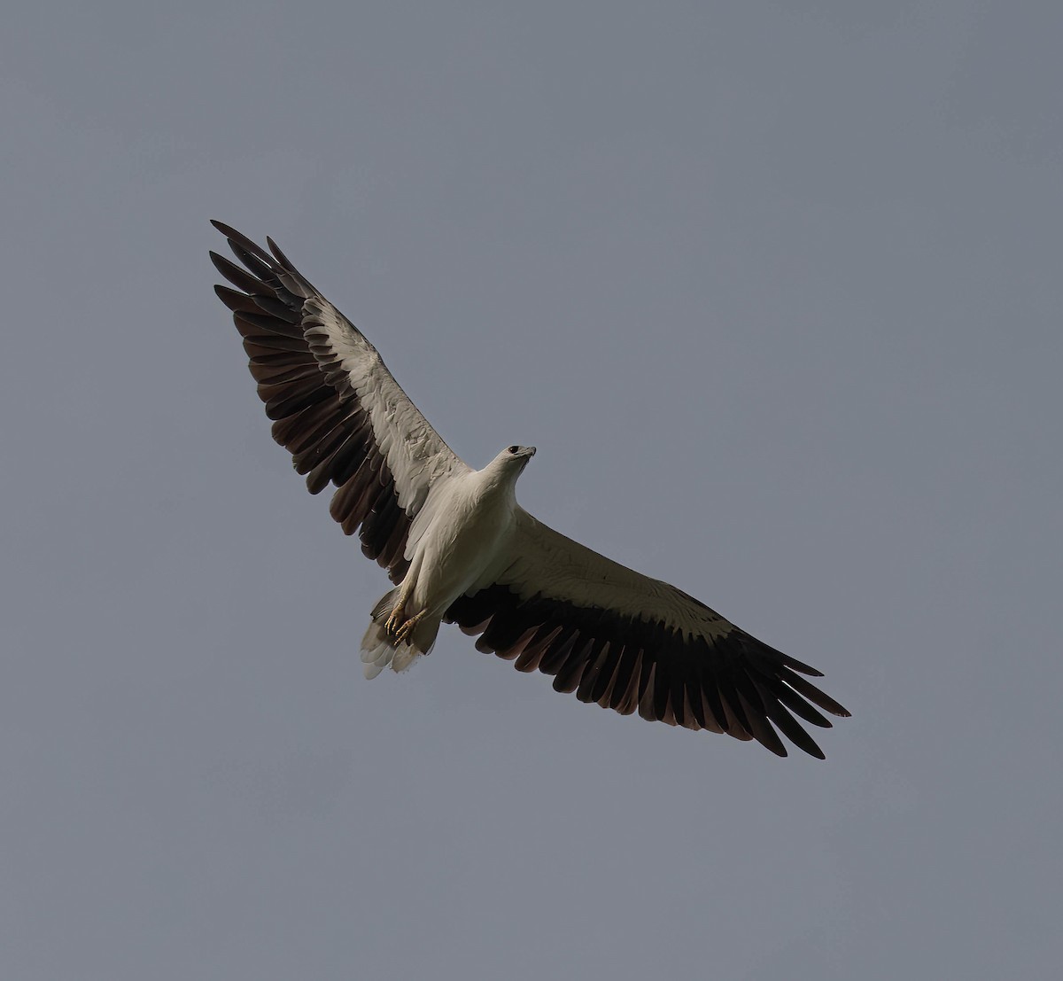 White-bellied Sea-Eagle - ML611117654