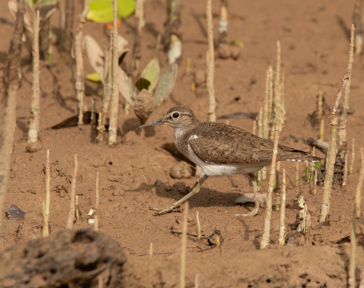 Common Sandpiper - ML611117662