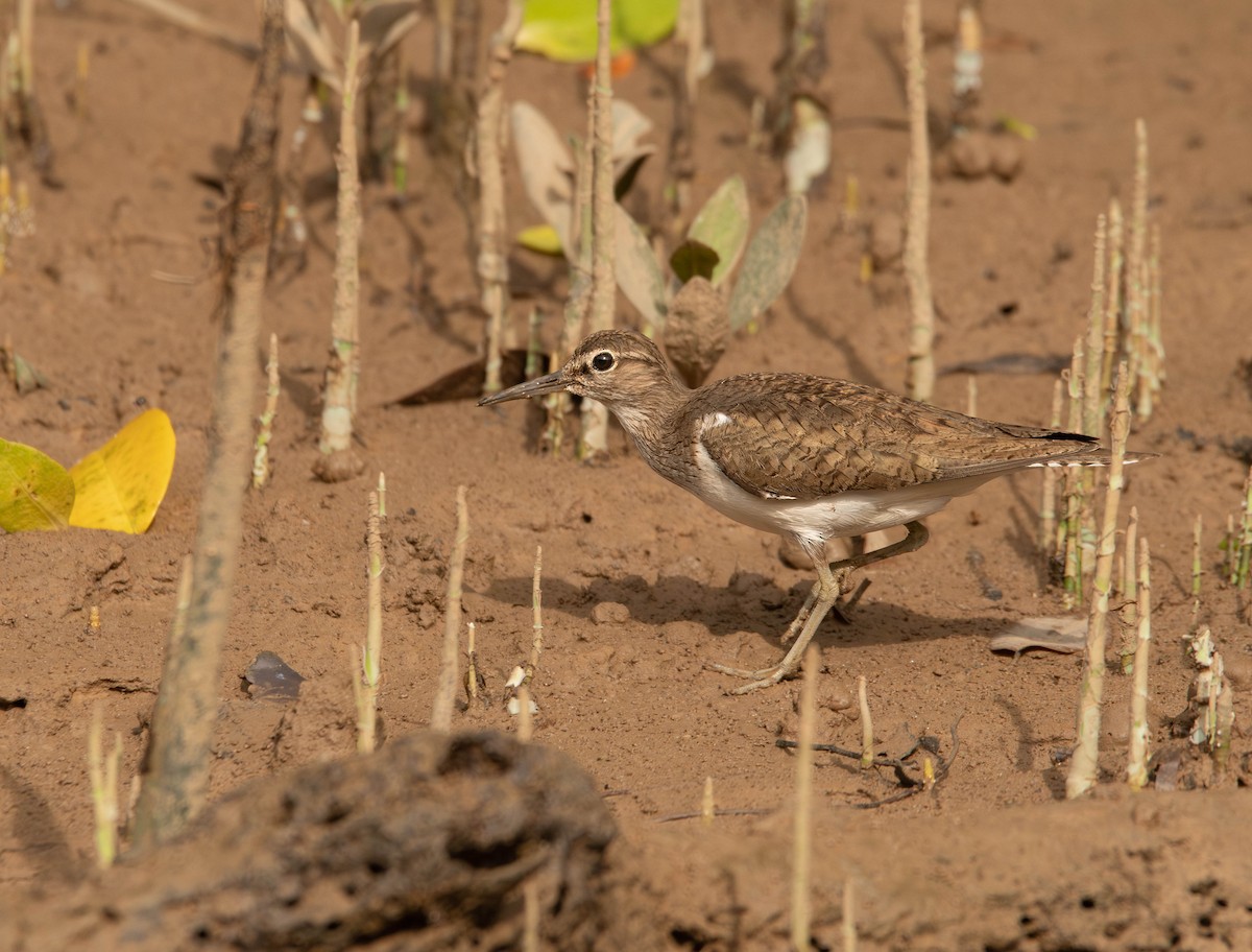 Common Sandpiper - ML611117663