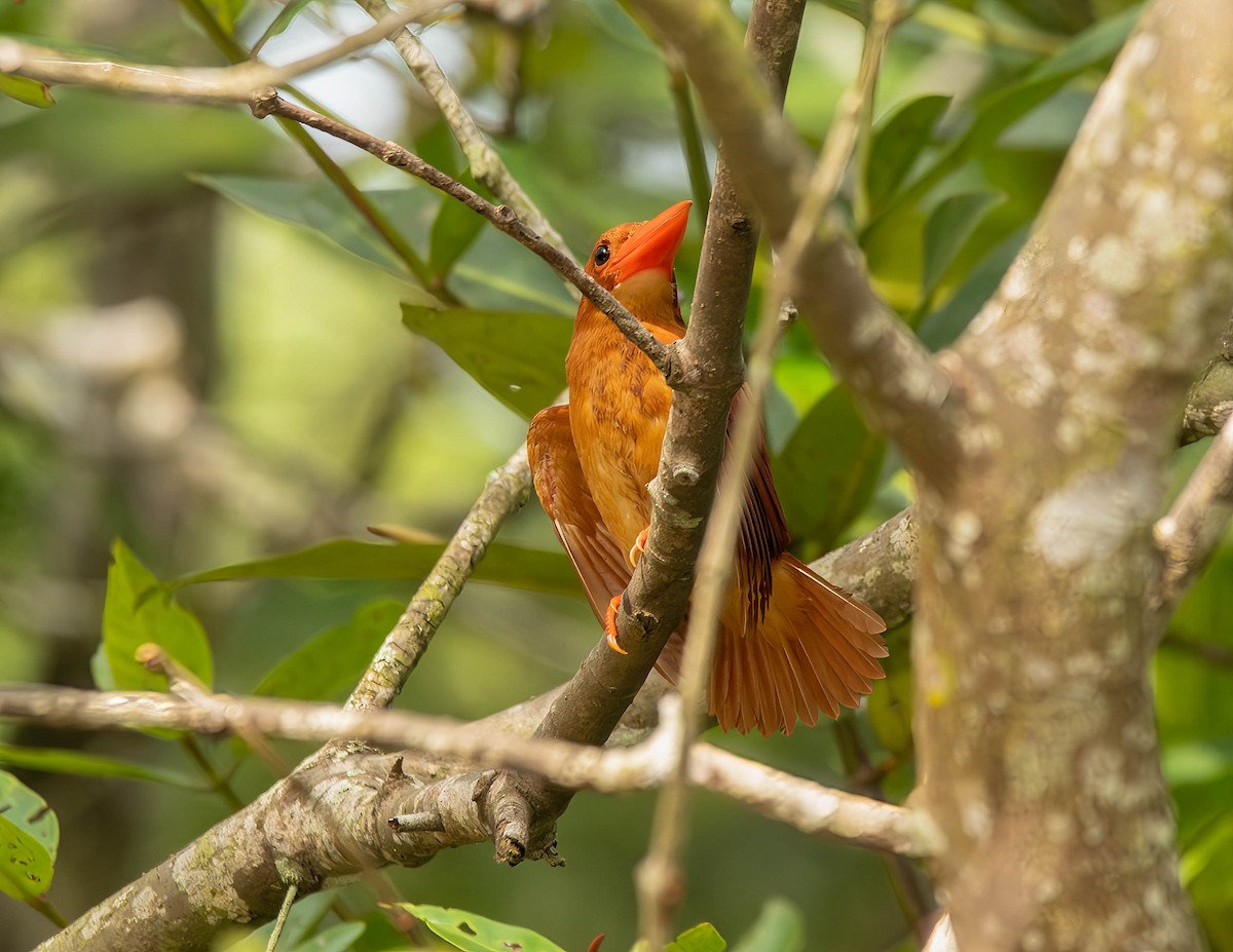Ruddy Kingfisher - ML611117667
