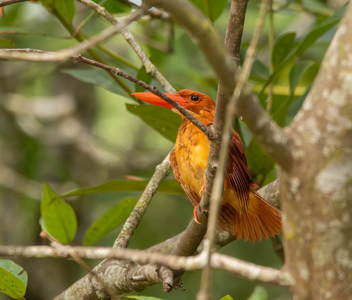 Ruddy Kingfisher - ML611117672