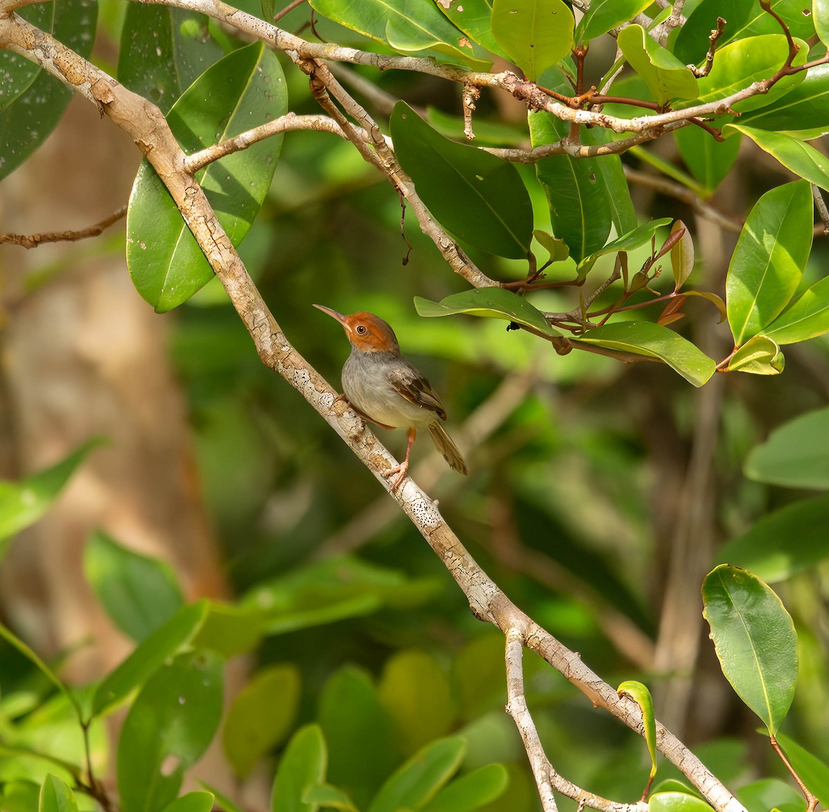 Ashy Tailorbird - ML611117674