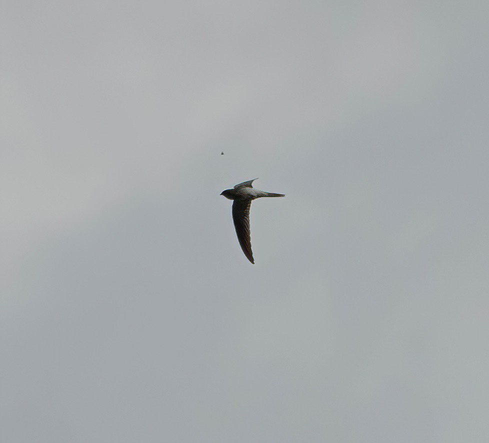 Gray-rumped Treeswift - ML611117675