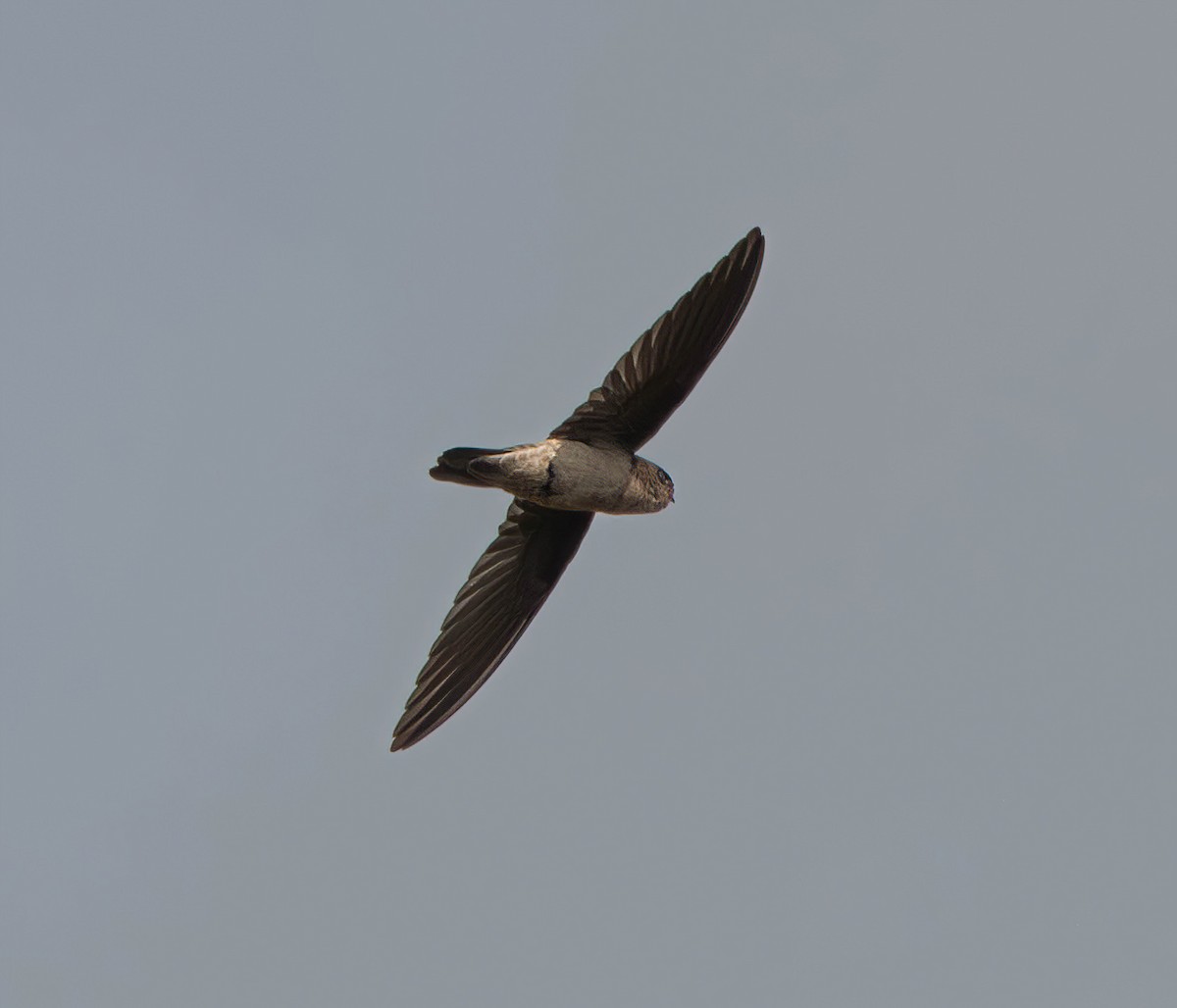 White-nest Swiftlet (Germain's) - ML611117680