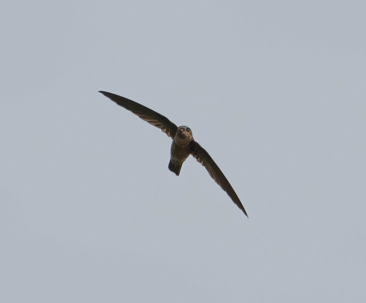 White-nest Swiftlet (Germain's) - ML611117686