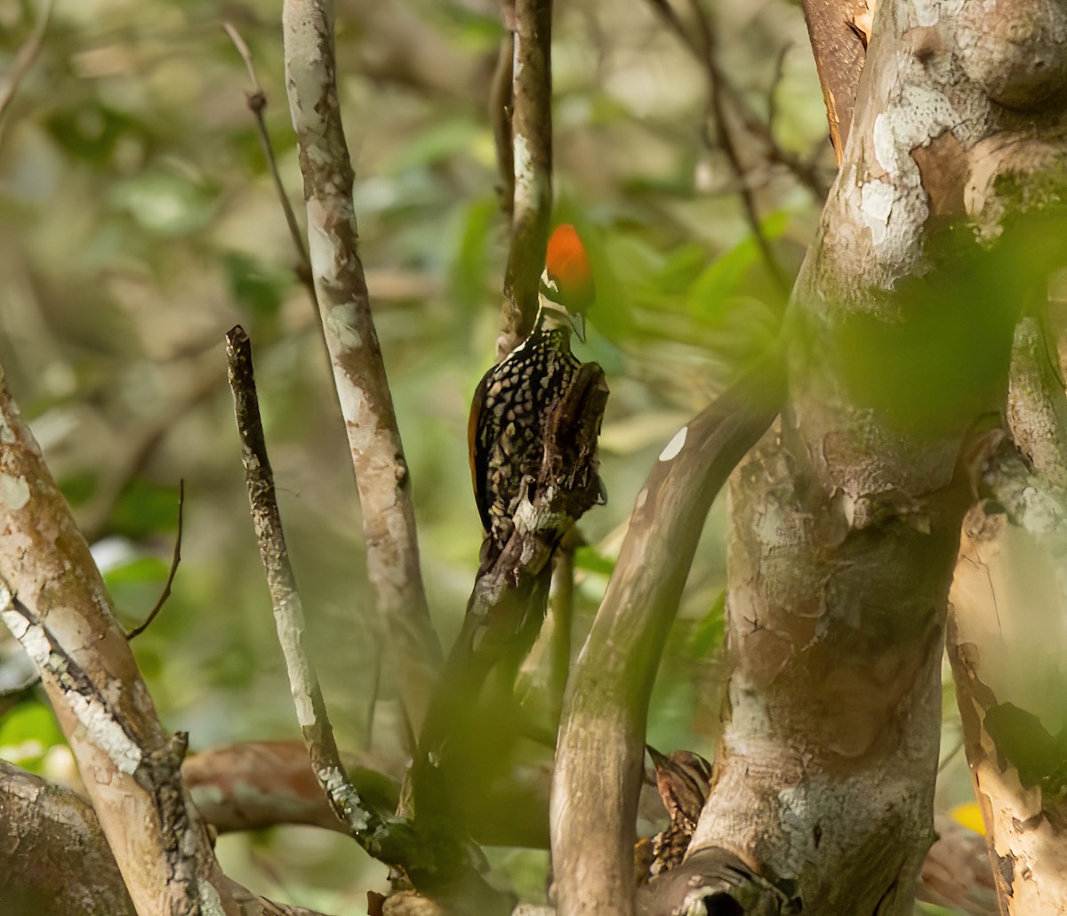 Common Flameback - ML611117687