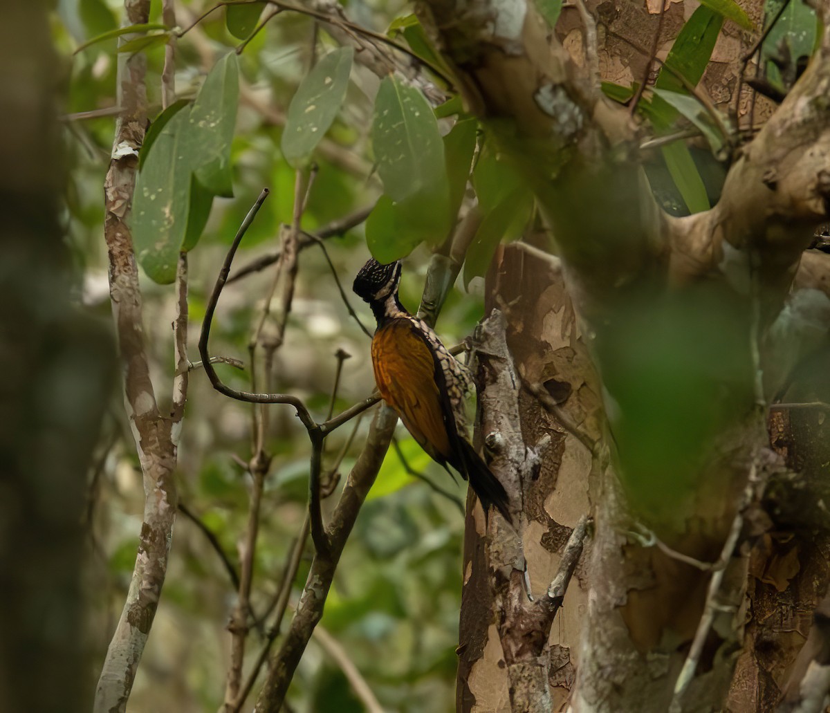 Common Flameback - ML611117688