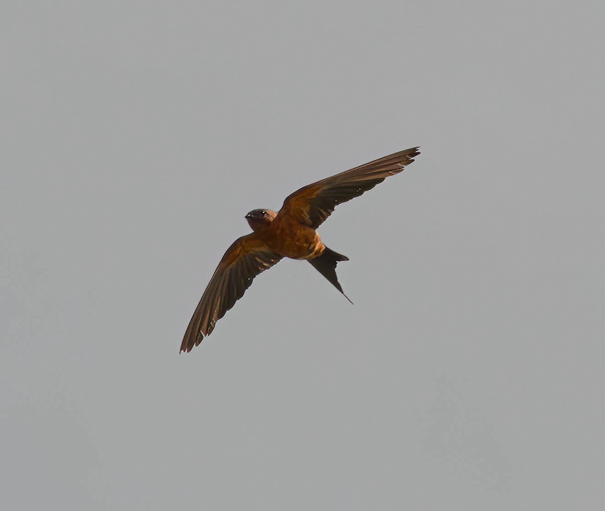 Rufous-bellied Swallow - ML611117691