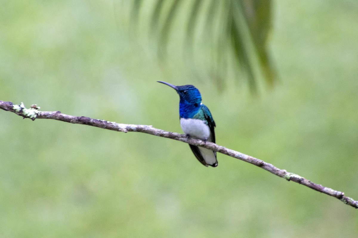 White-necked Jacobin - ML611117765