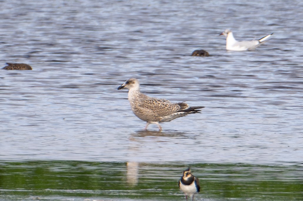 racek stříbřitý (ssp. argentatus/argenteus) - ML611117828