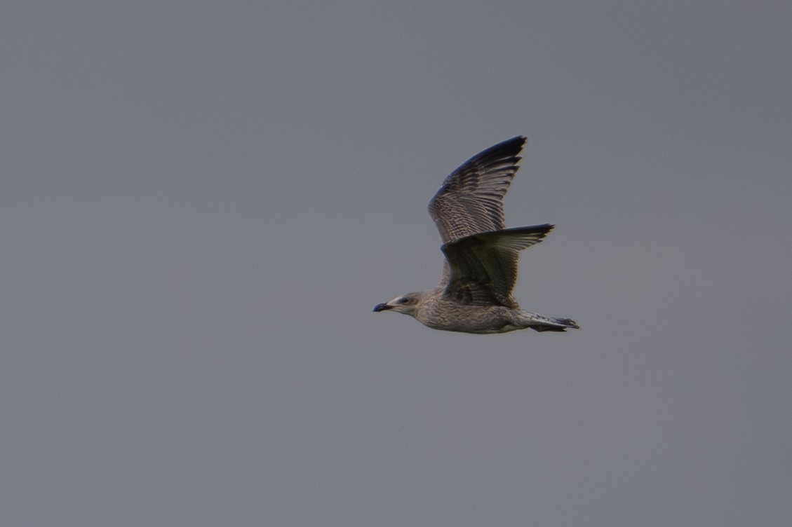 Herring Gull (European) - ML611117830