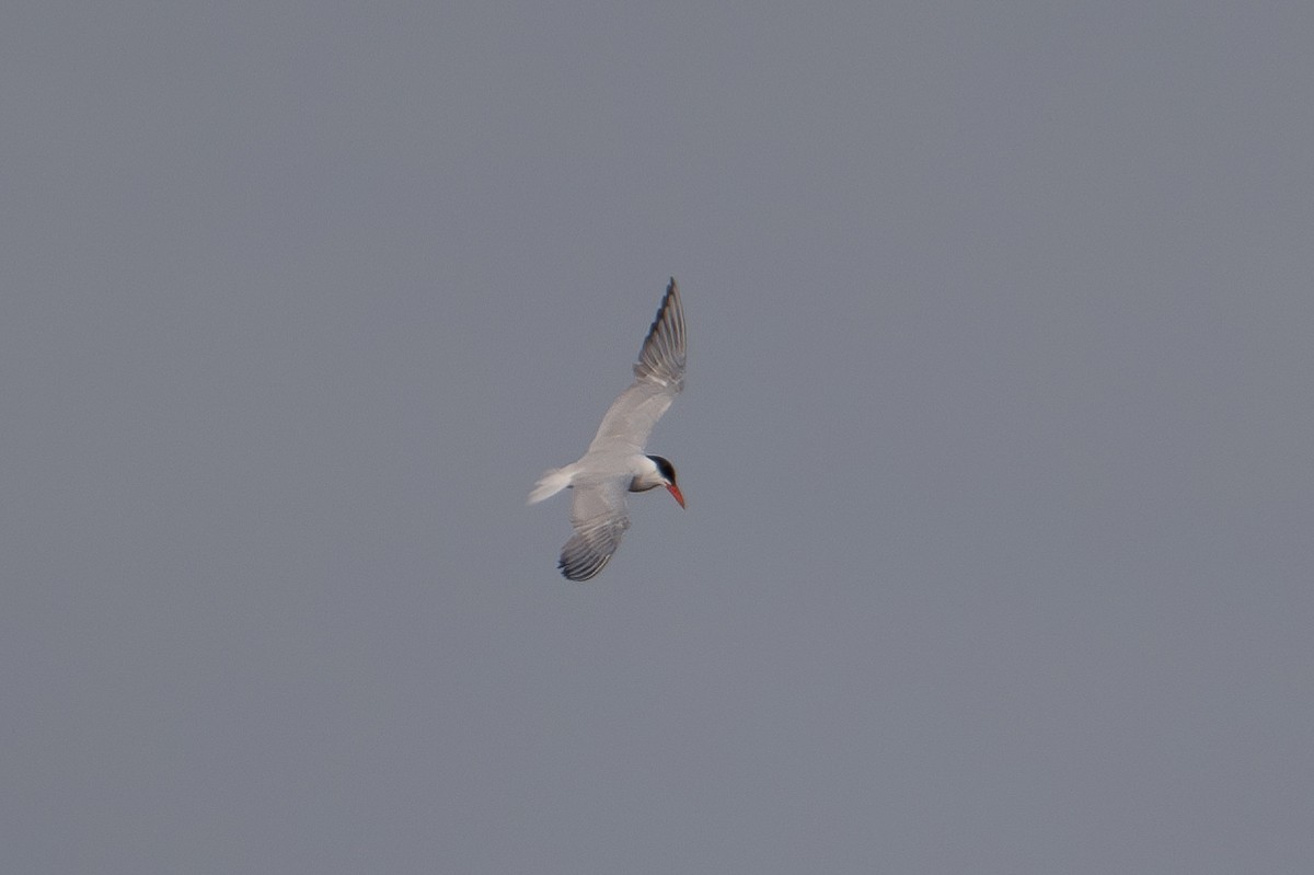 Caspian Tern - ML611117831