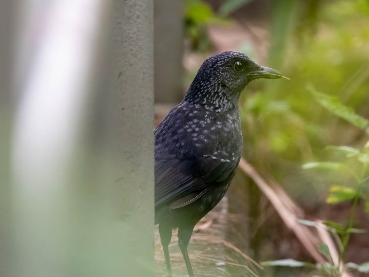 Blue Whistling-Thrush - ML611117835