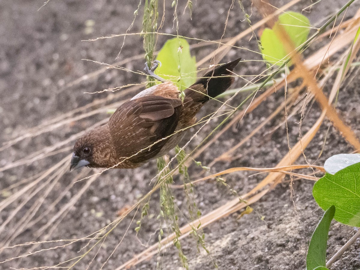 White-rumped Munia - ML611117837