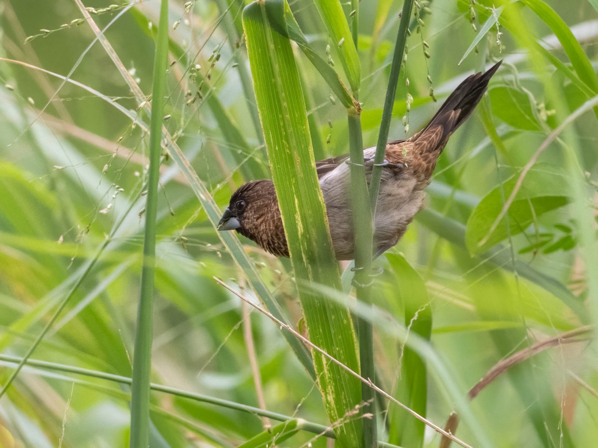 White-rumped Munia - ML611117838