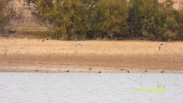 Ganga unibande - ML611117841