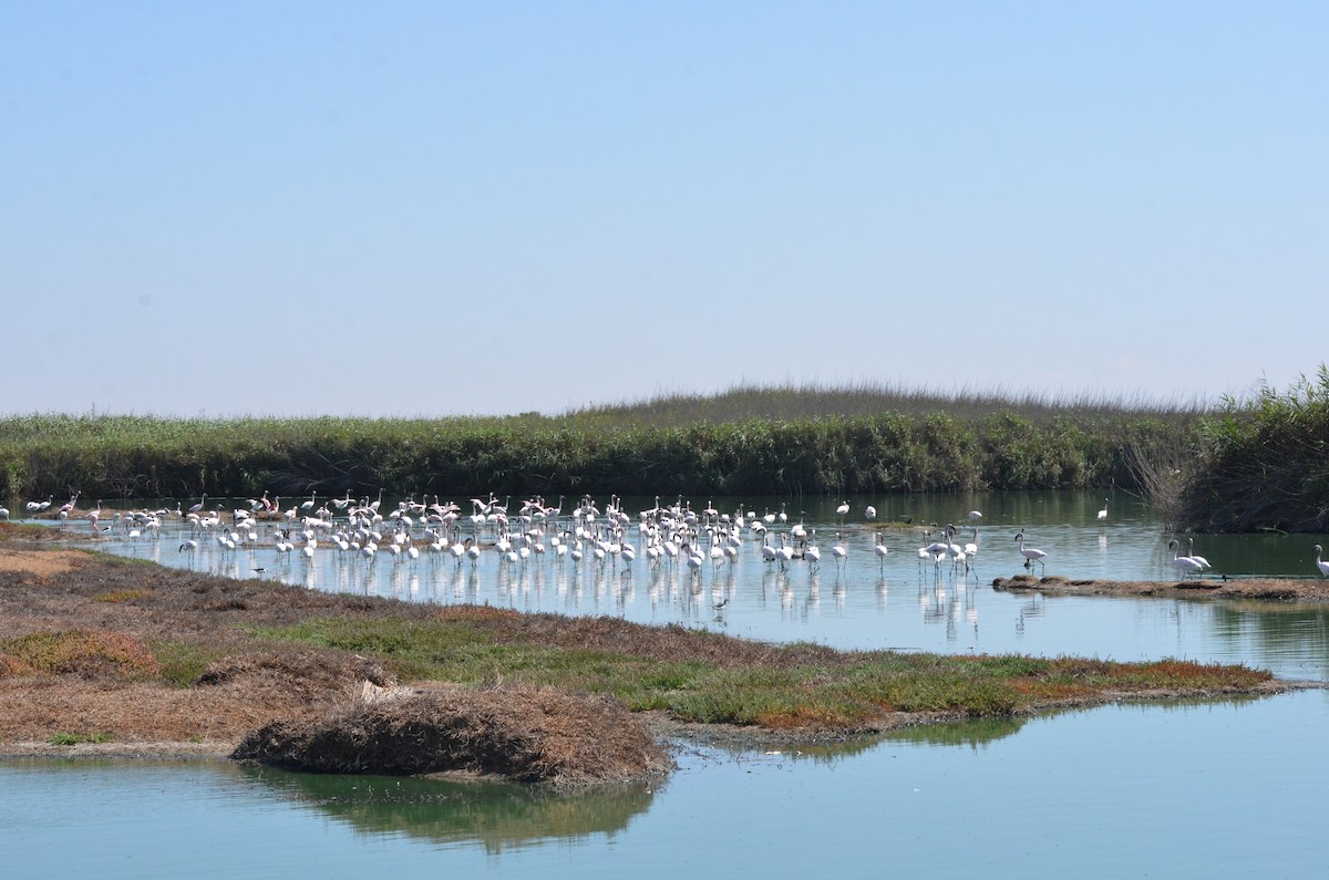 Lesser Flamingo - ML611117842