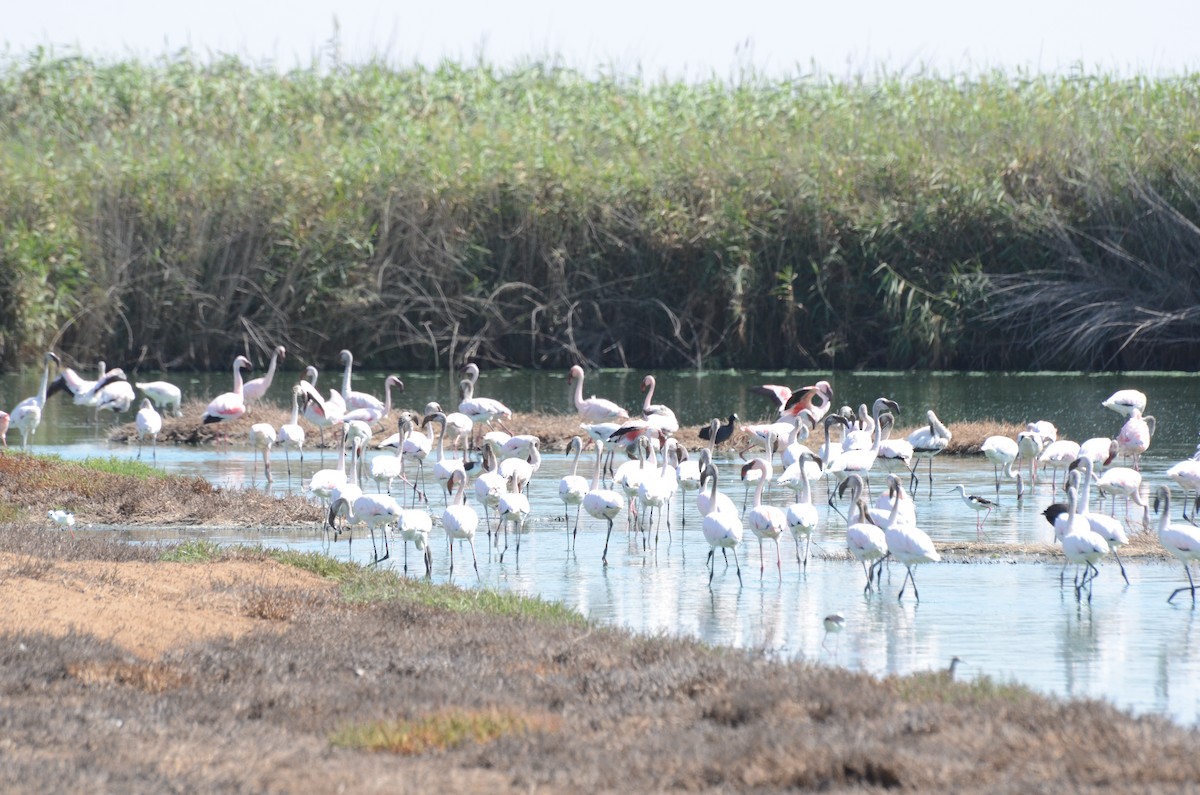 Black-winged Stilt - ML611117846