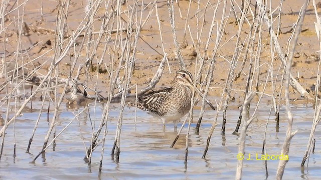 Common Snipe - ML611117851