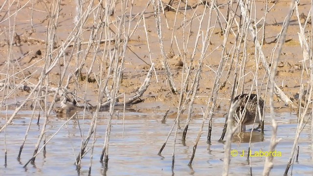 Common Snipe - ML611117852