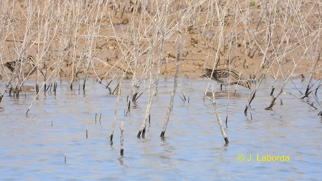 Common Snipe - ML611117853