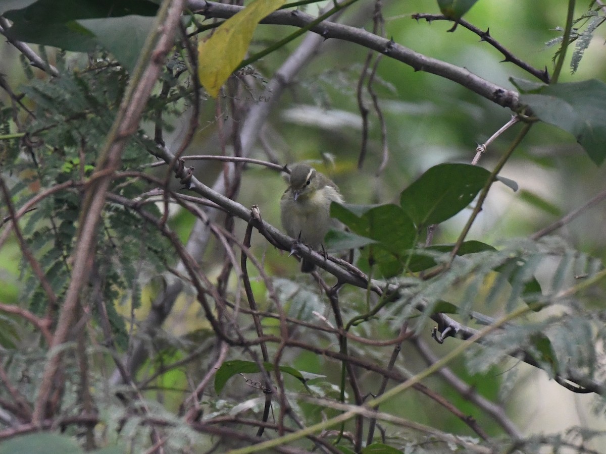 Mosquitero Verdoso - ML611118134