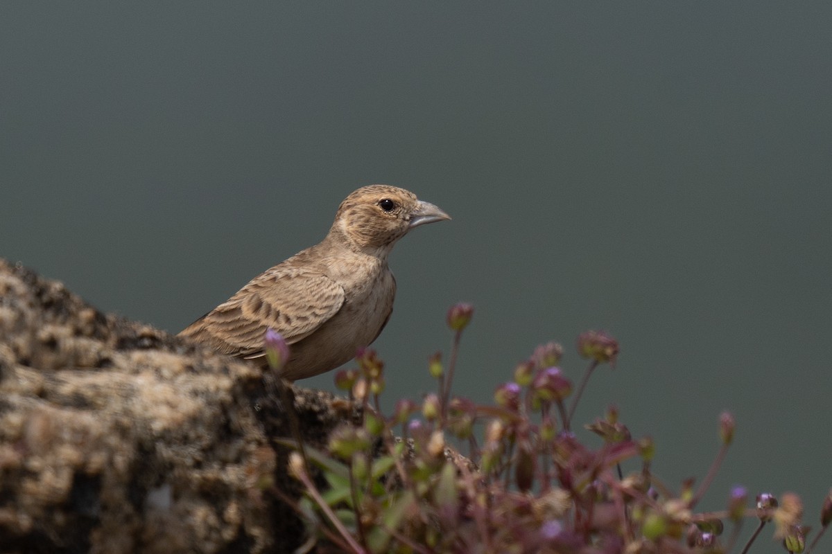 Ashy-crowned Sparrow-Lark - Yadu Prasad