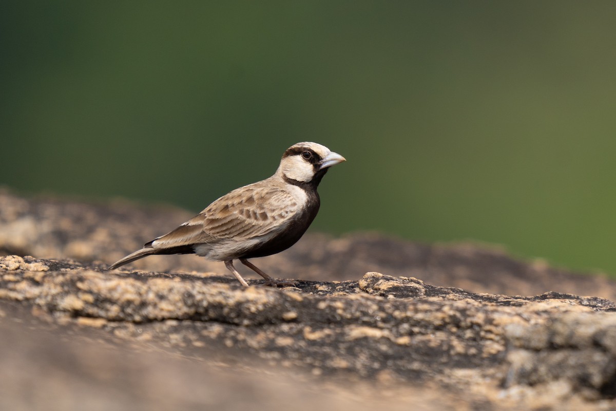 Ashy-crowned Sparrow-Lark - ML611118172