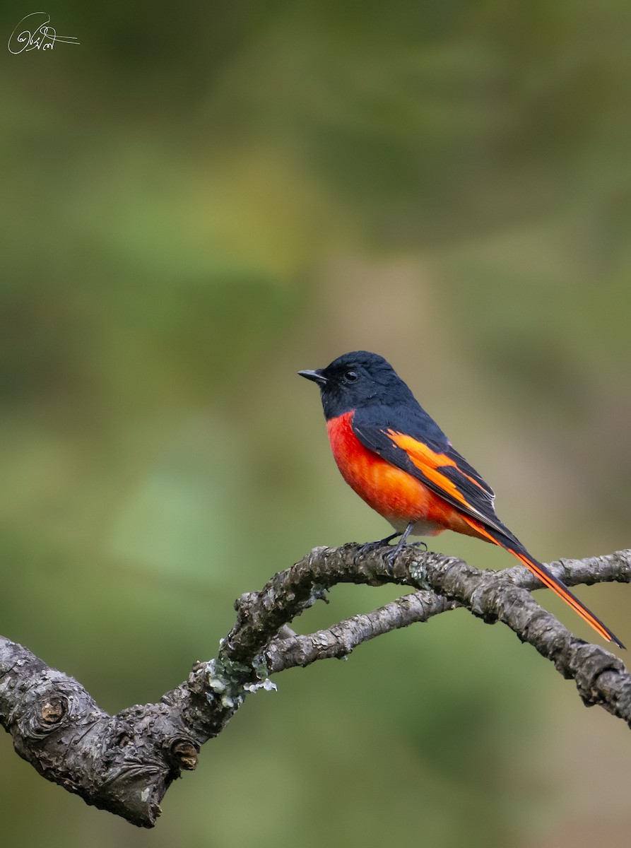 Long-tailed Minivet - Prasil Biswas