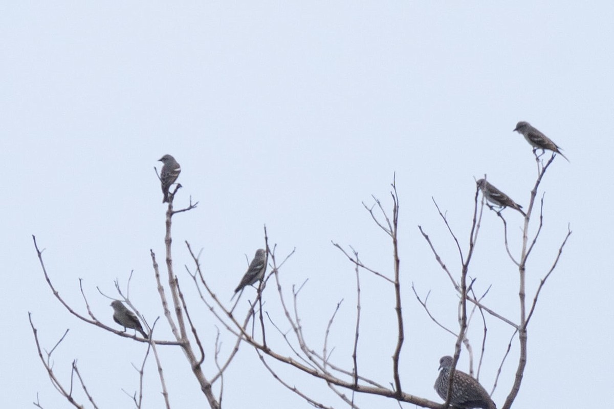 Yellow-throated Sparrow - Sanu Raj