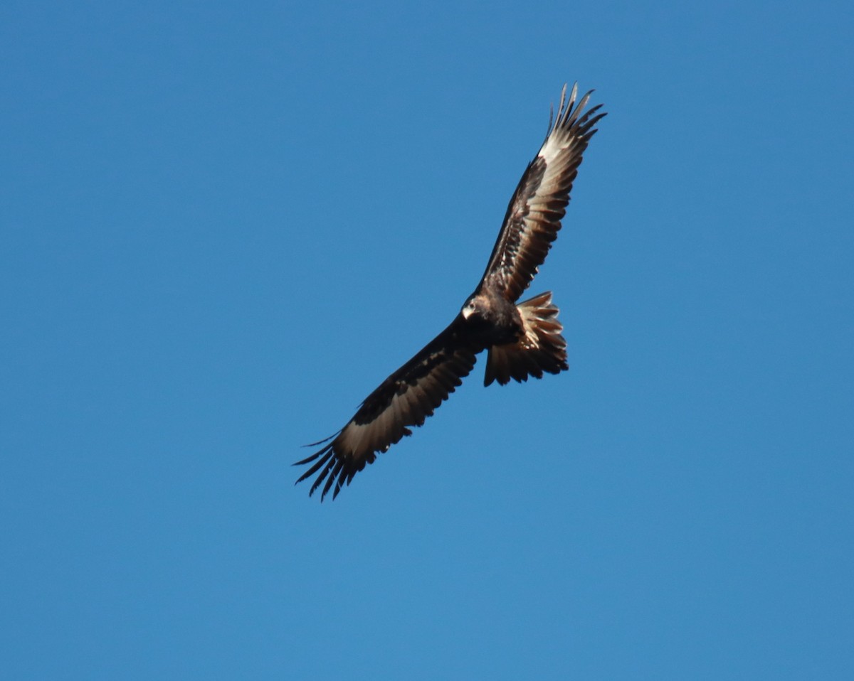 Wedge-tailed Eagle - ML611118284