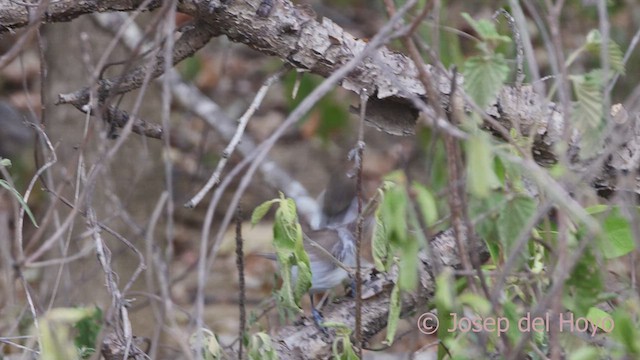 Northern White-fringed Antwren - ML611118343