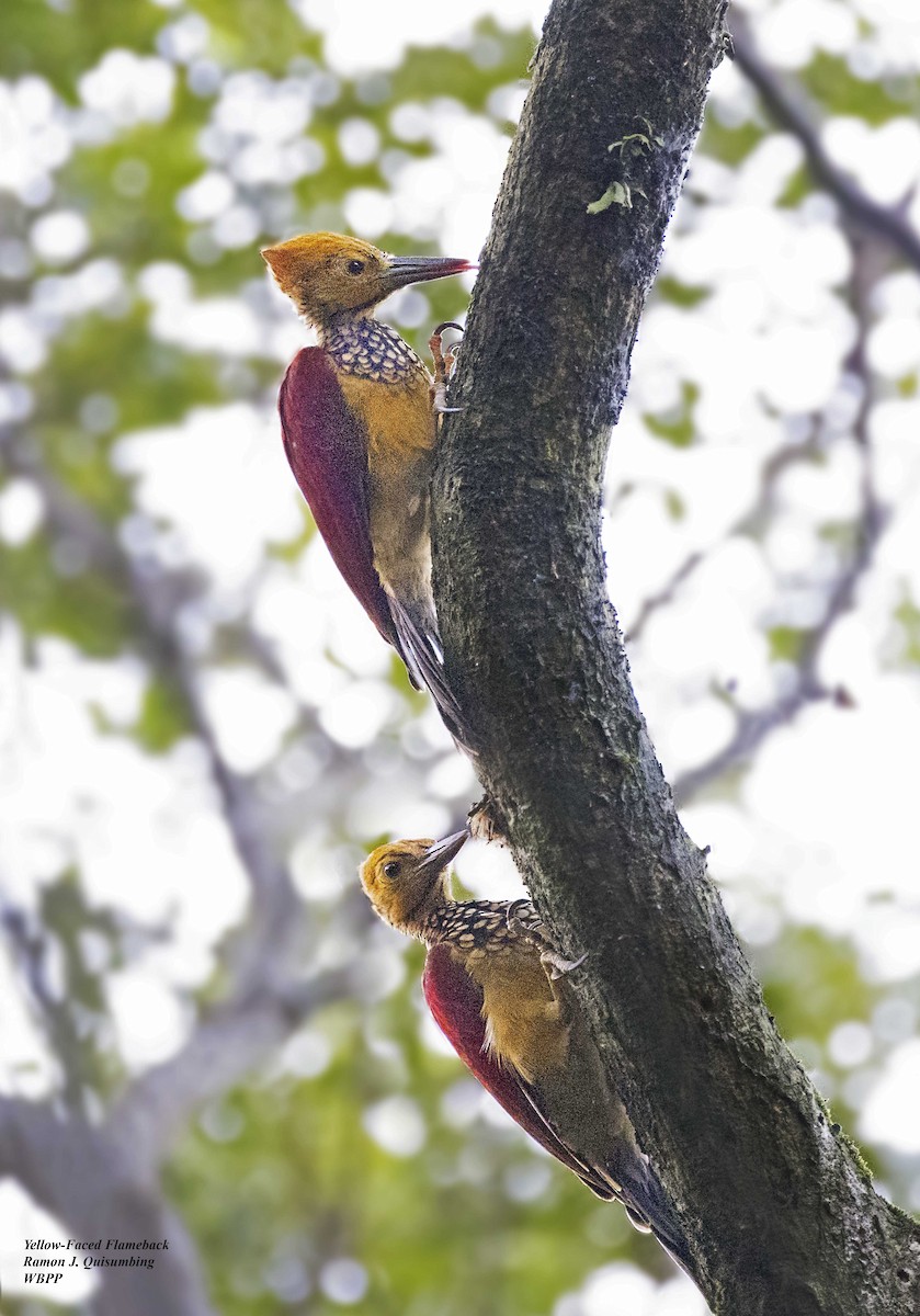 Yellow-faced Flameback - ML611118357