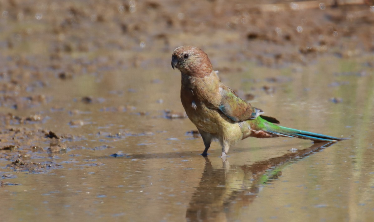 Red-rumped Parrot - ML611118403