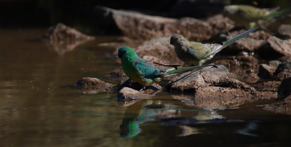 Red-rumped Parrot - ML611118404