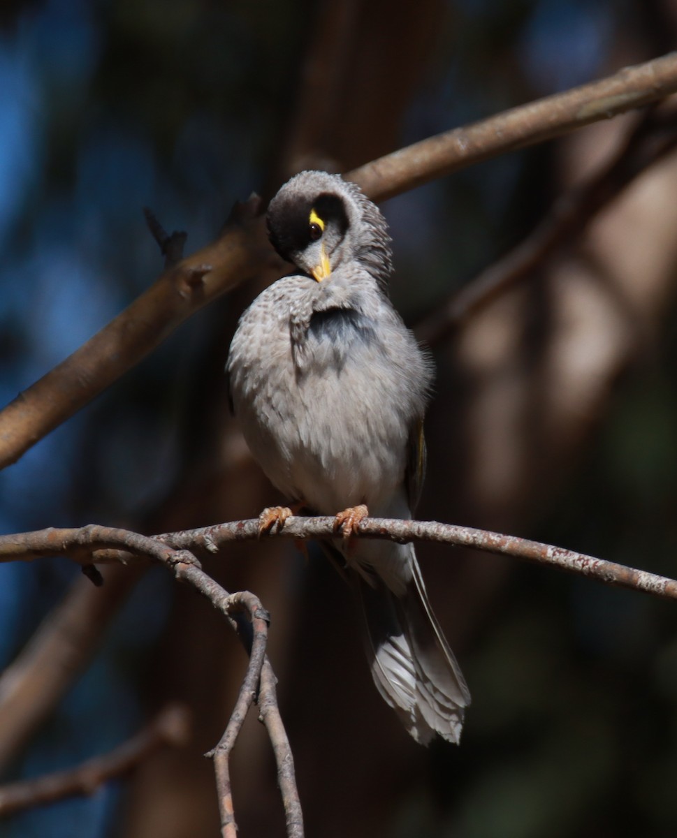 Noisy Miner - ML611118412