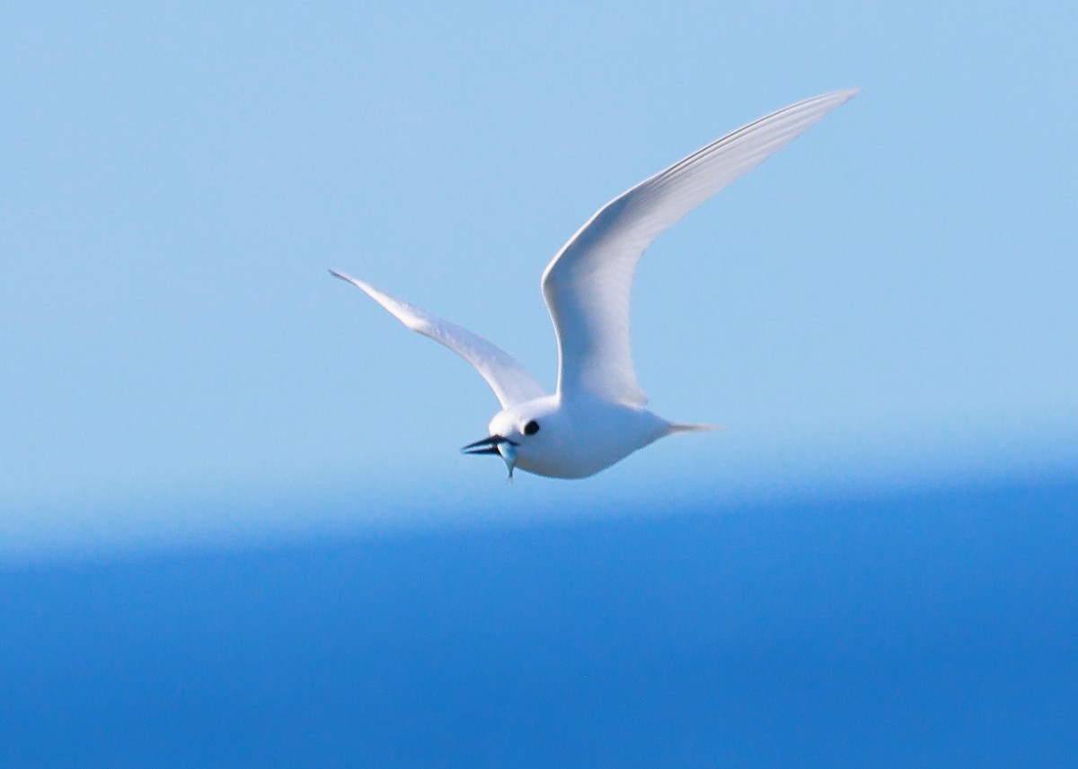 White Tern - ML611118422