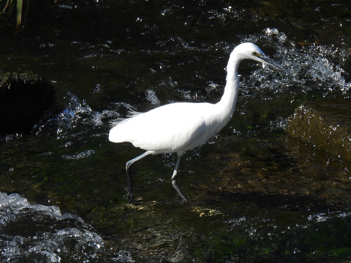 Aigrette garzette - ML611118423